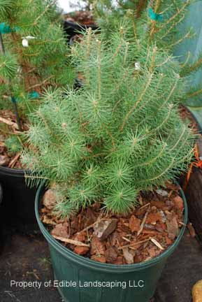 Pine Italian Stone Pine in pot